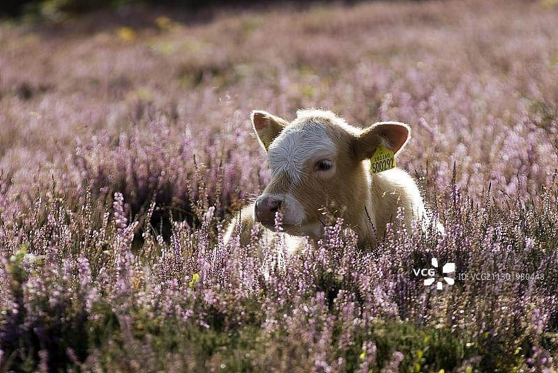 佩戴黄色耳标的小牛躺在花田里图片素材