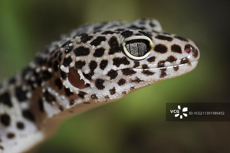 豹纹守宫图片素材