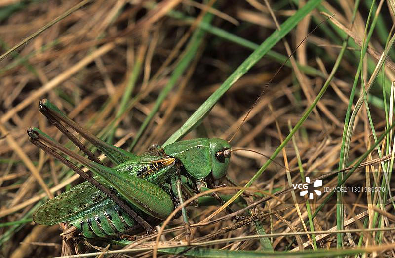 疣蝗（雄性）图片素材