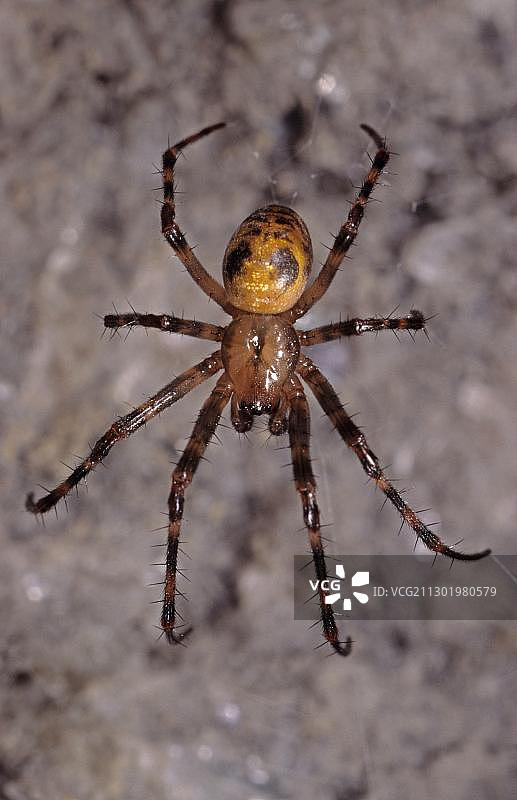 欧洲圆珠网洞穴蜘蛛图片素材