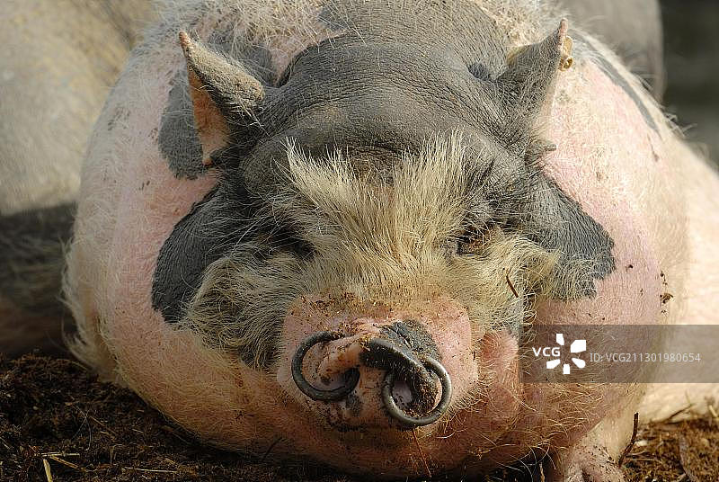 雄性大肚猪肖像图片素材