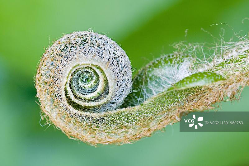 春天螺旋状鹿舌草嫩芽，药用植物图片素材
