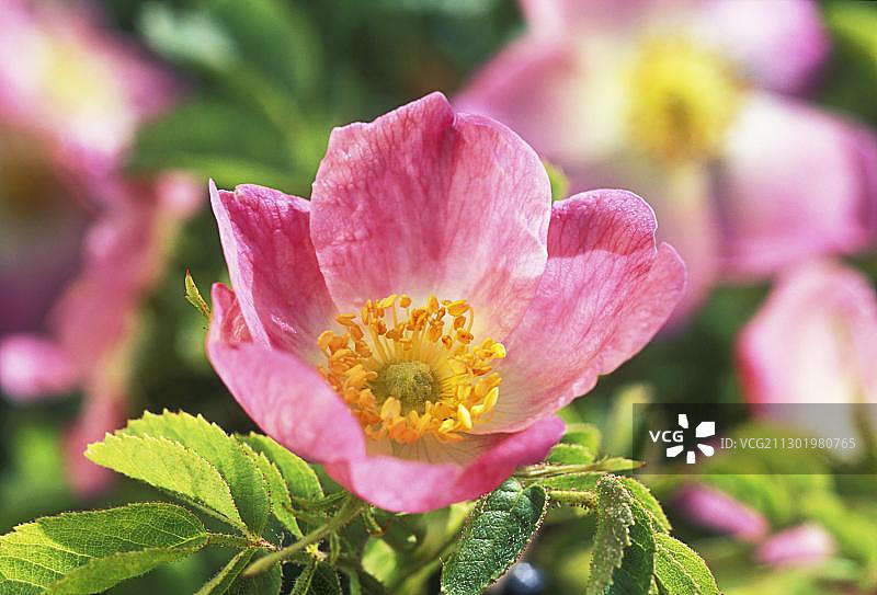 德国陶伯河谷的蔷薇花图片素材