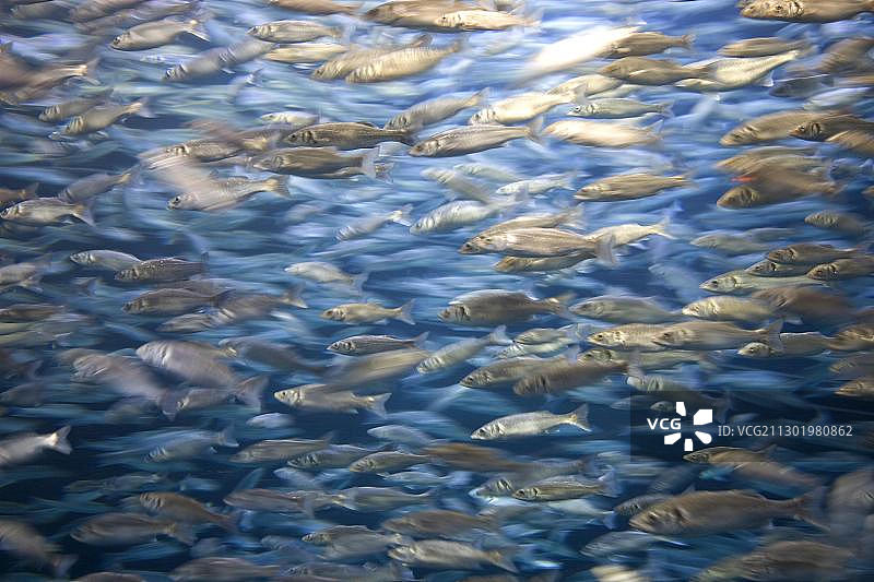 温带鲈鱼（莫罗尼科），西班牙特内里费岛鹦鹉公园水族馆图片素材