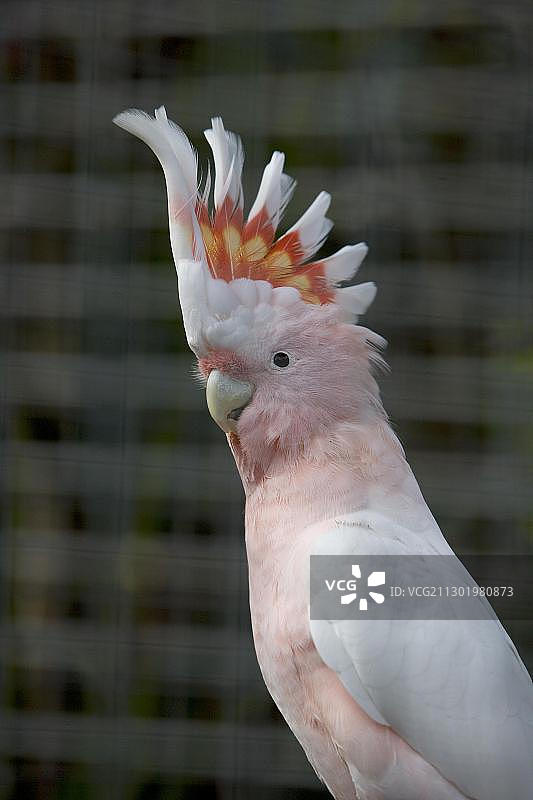 粉色米切尔少校凤头鹦鹉图片素材