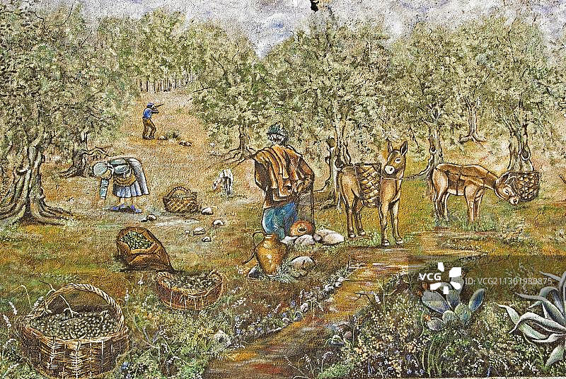 意大利卡拉布里亚阿斯佩尔蒙特橄榄收获壁画图片素材