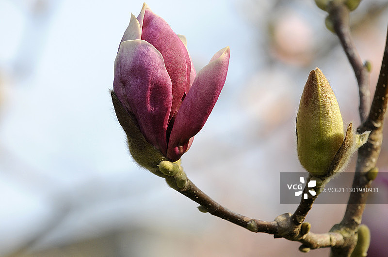 两朵含苞待放的玉兰花（Magnolia x soulangiana），其中一朵即将绽放，德国巴登-符腾堡图片素材