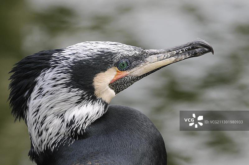 普通鸬鹚头部特写，德国巴登-符腾堡州动物园图片素材