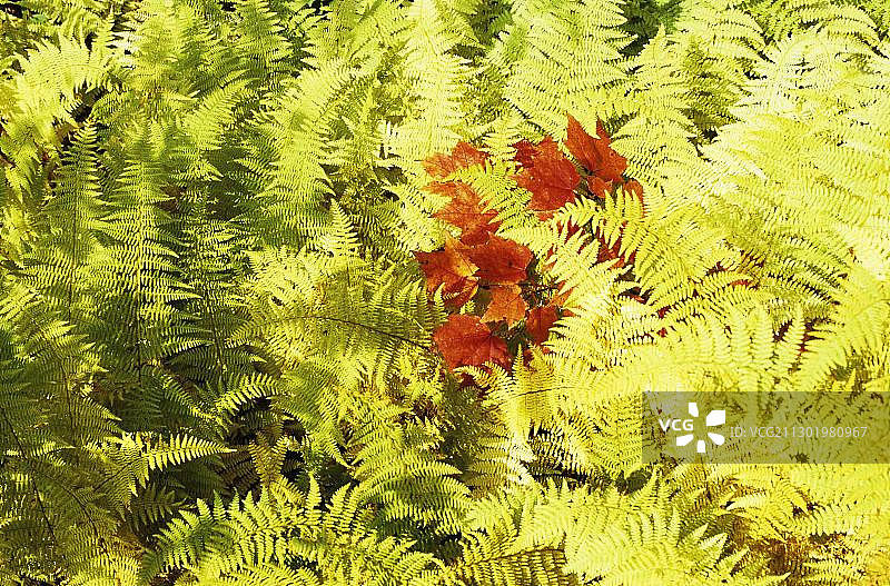 加拿大魁北克国家公园的红色糖枫叶图片素材