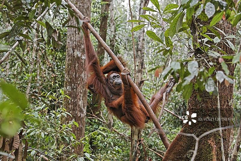 印度尼西亚加里曼丹丹戎 puting 国家公园的婆罗洲猩猩图片素材