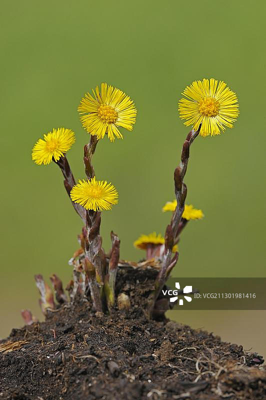 款冬花图片素材