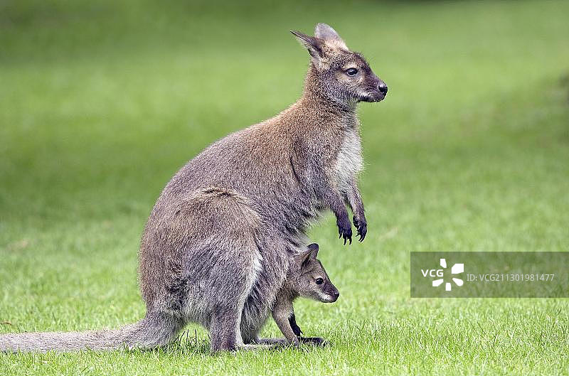 红颈小袋鼠（Macropus rufogriseus），雌性，有幼崽或袋中幼兽图片素材