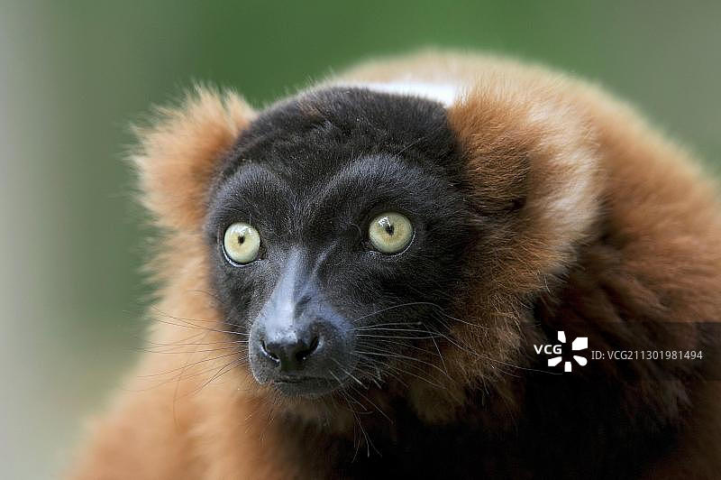 红颈狐猴图片素材