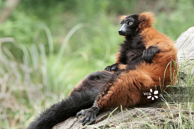 红颈狐猴图片素材