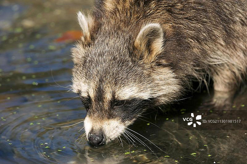 浣熊（Procyon lotor）饮水图片素材