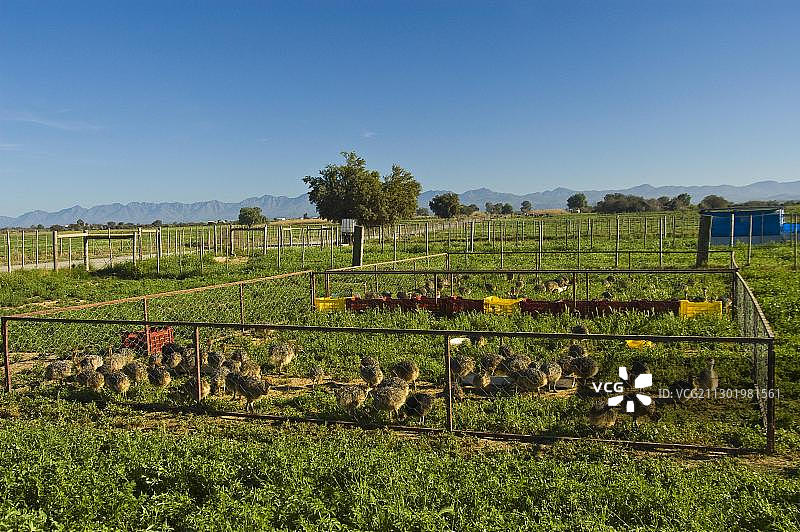 南非鸵鸟养殖场的鸵鸟幼鸟图片素材