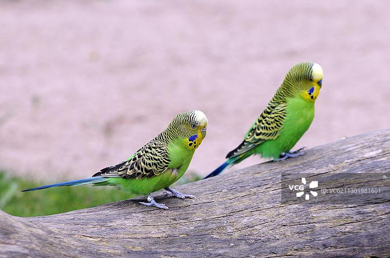 绿色澳洲鹦鹉，德国巴登-符腾堡州动物园图片素材