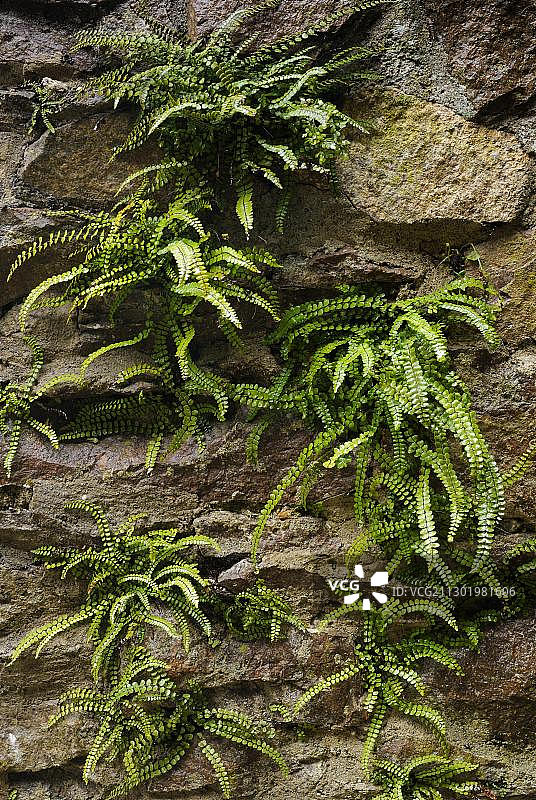 石墙上生长的铁线蕨图片素材