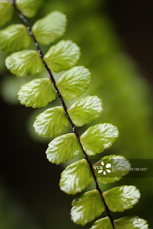铁角蕨叶特写图片素材