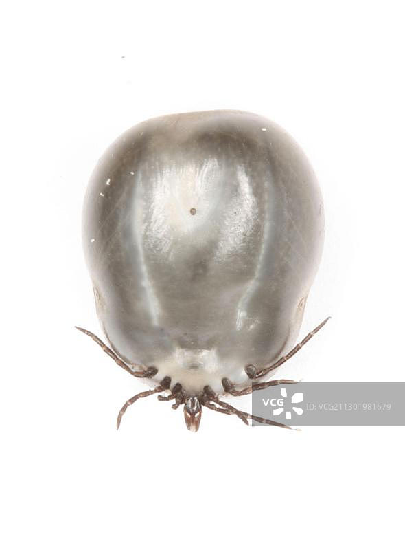 蜱虫（硬蜱总科）图片素材