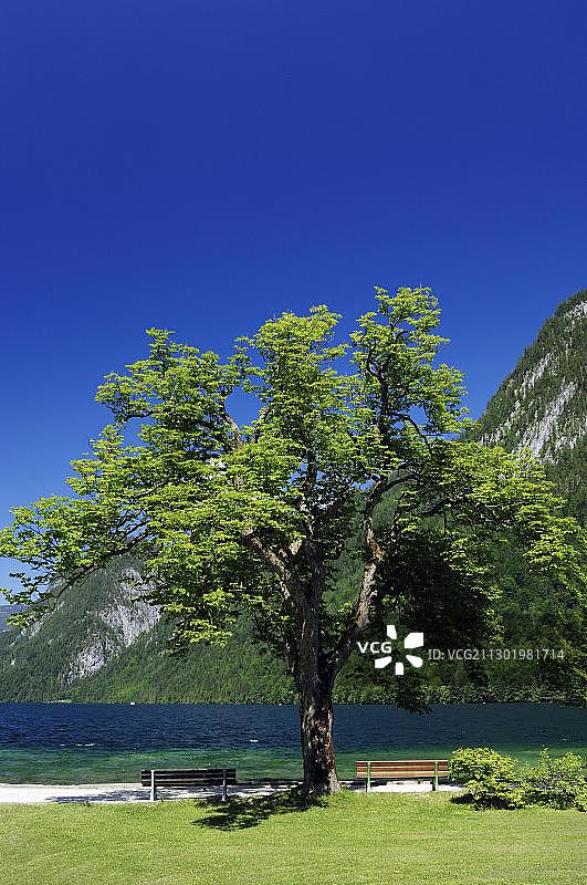 德国贝希特斯加登国家公园国王湖旁的落叶树下的长椅图片素材