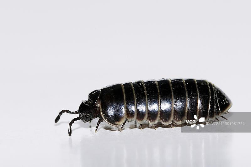 球鼠妇图片素材