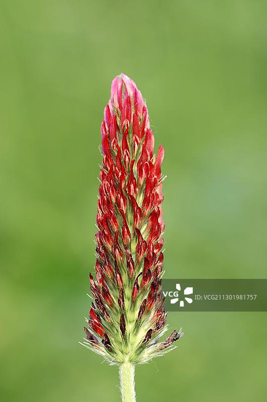 红色三叶草图片素材