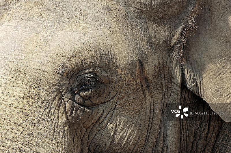 印度象或亚洲象（Elephas maximus）图片素材