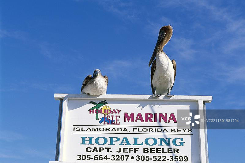 伊斯拉莫拉达岛度假村港口，佛罗里达群岛，美国图片素材