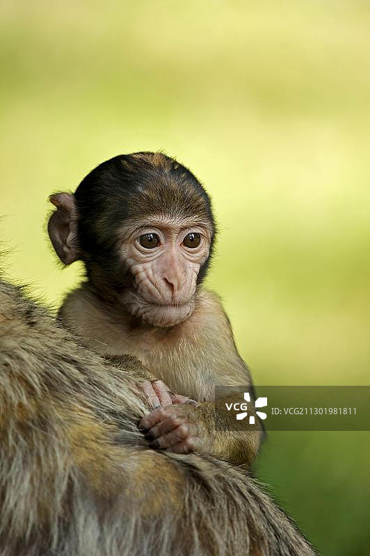 年轻的巴巴里猕猴图片素材