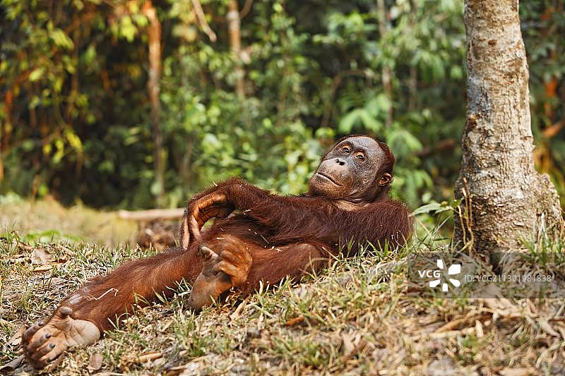 印度尼西亚加里曼丹岛丹戎 puting 国家公园的红毛猩猩图片素材