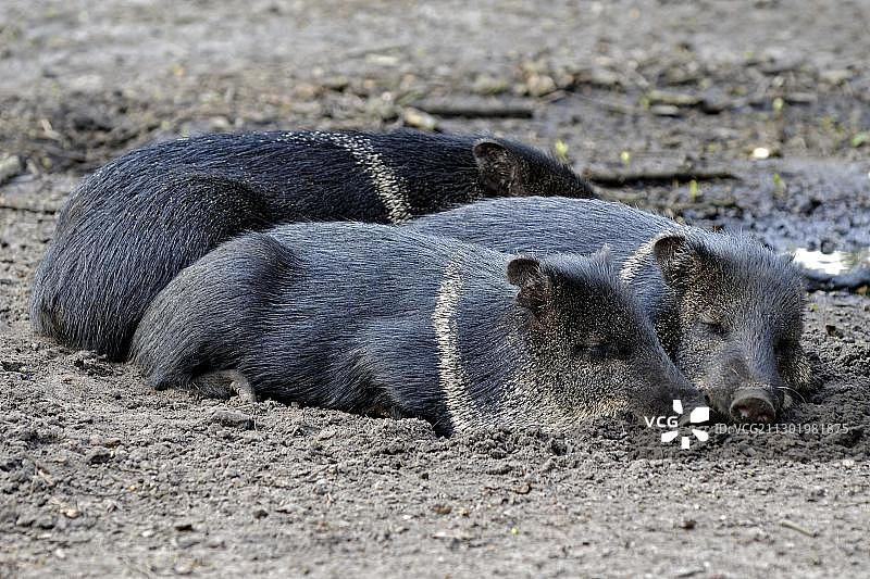 巴西原产领西猯图片素材