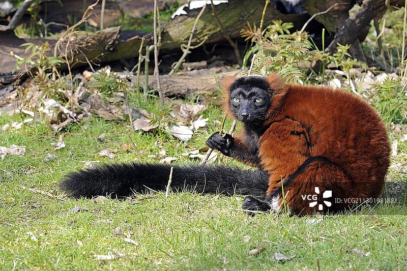 红领狐猴图片素材