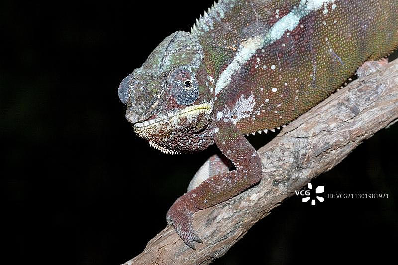 自然色的雄性豹变色龙，马达加斯加，非洲图片素材