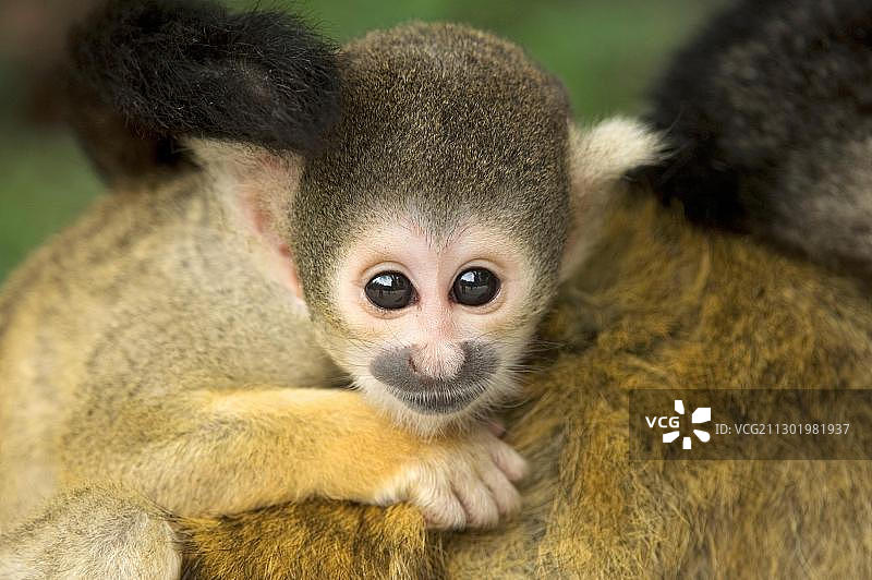 年轻的黑帽松鼠猴图片素材