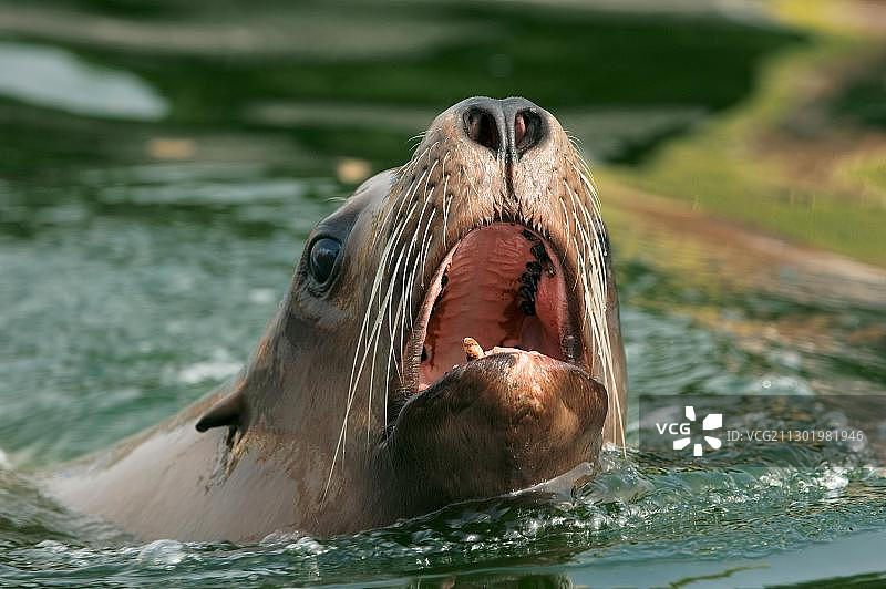 正在鸣叫的北海狮图片素材