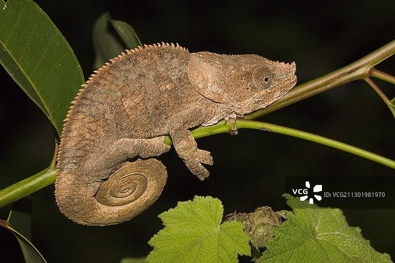 短角变色龙（Calumma brevicornis）- 马达加斯加，非洲图片素材