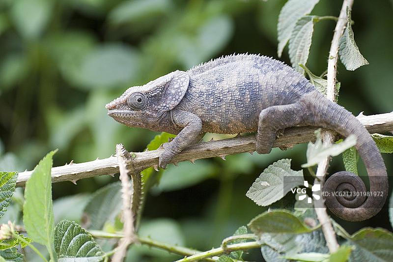 短角变色龙（Calumma brevicornis）- 马达加斯加，非洲图片素材