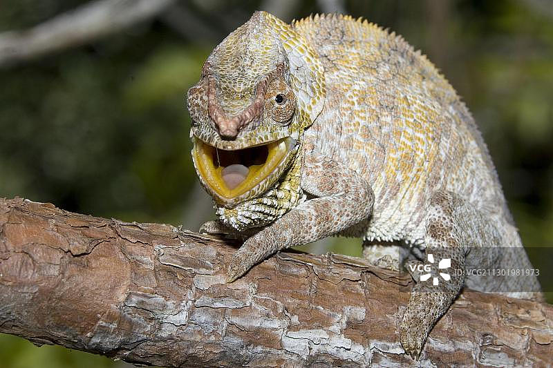 短角变色龙（Calumma brevicornis）- 马达加斯加，非洲图片素材