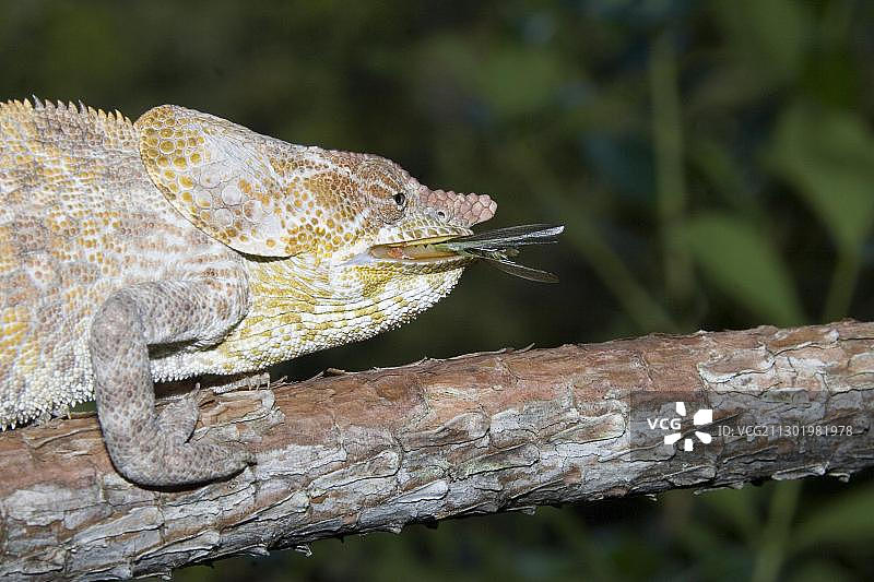 马达加斯加短角变色龙捕食昆虫图片素材