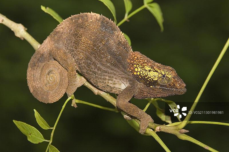 短角变色龙 (Calumma brevicornis)，马达加斯加，非洲图片素材