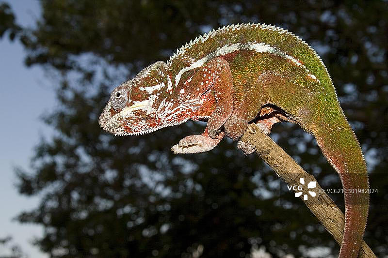 非洲马达加斯岛的雄性豹纹变色龙图片素材