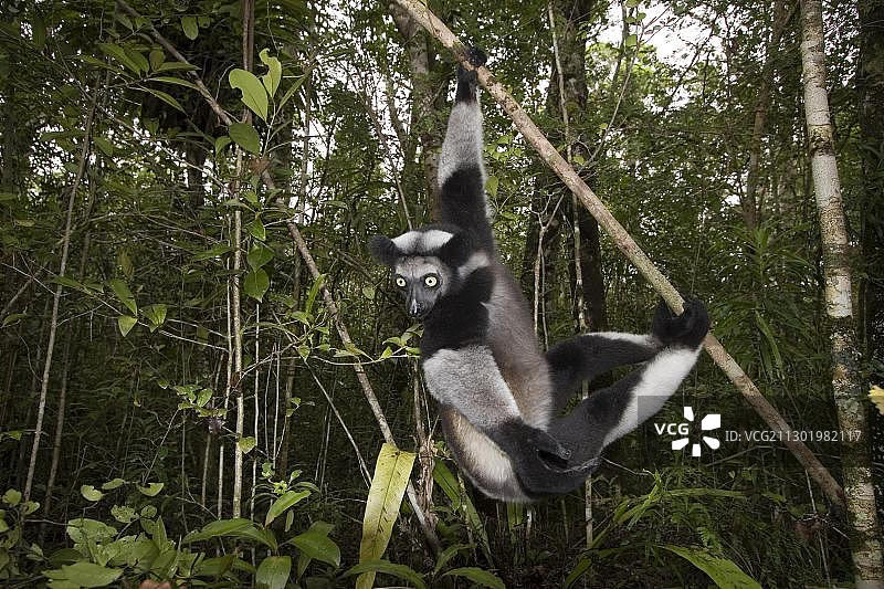 马达加斯加Indri狐猴图片素材