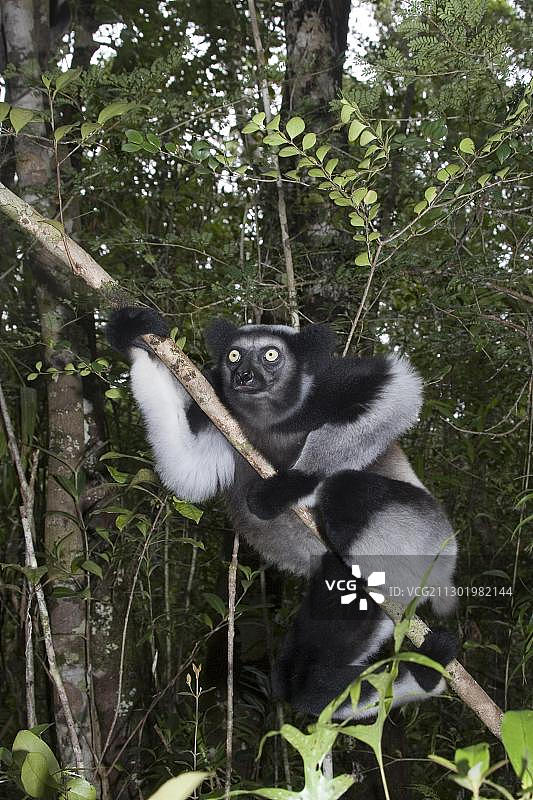 马达加斯加Indri狐猴图片素材