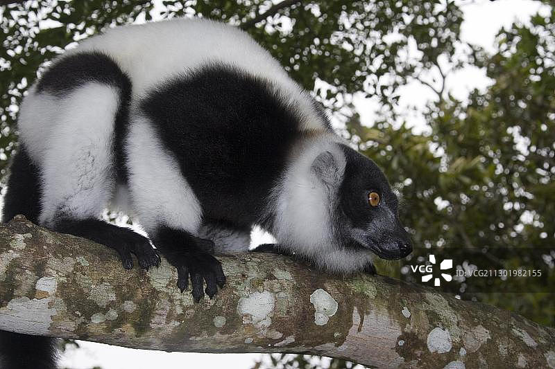 黑白领狐猴：马达加斯加，非洲图片素材