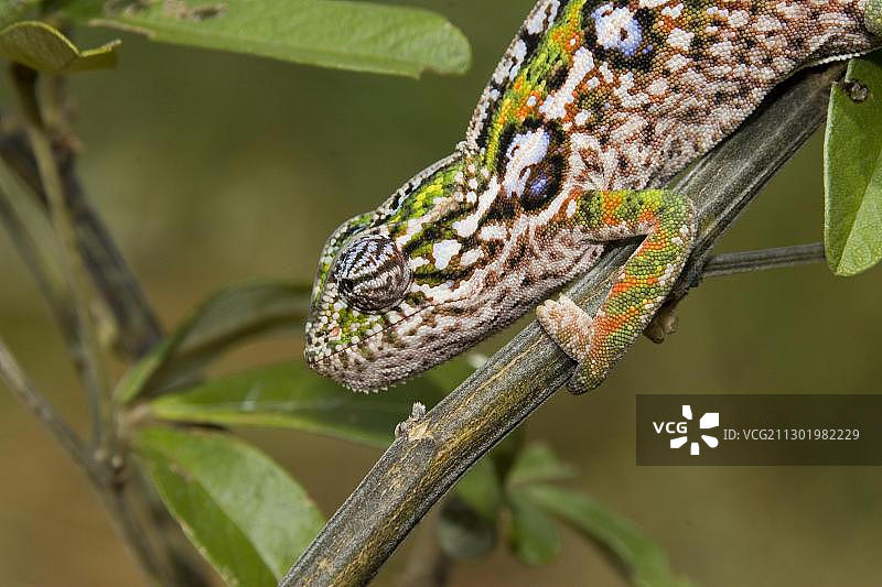 地毯变色龙，马达加斯加，非洲图片素材