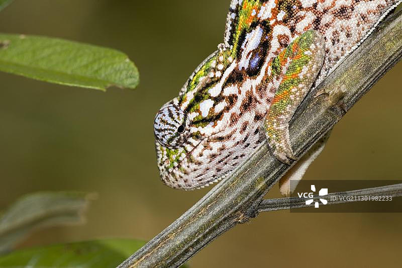 地毯变色龙，马达加斯加，非洲图片素材