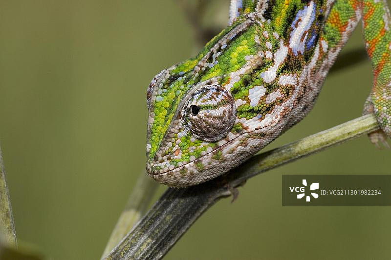 地毯变色龙，马达加斯加，非洲图片素材