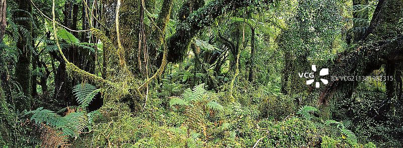 新西兰南岛西海岸梦露步道雨林全景图片素材