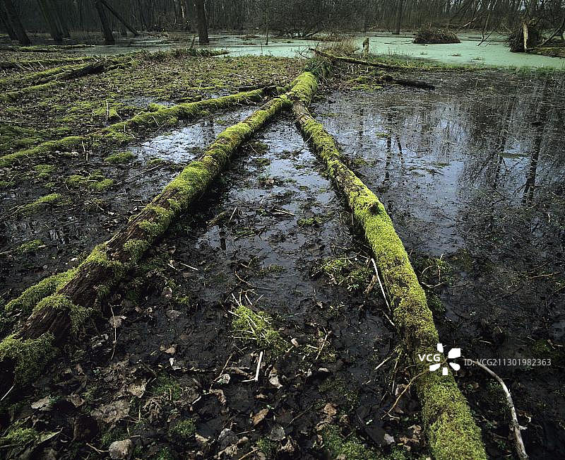 栖息地：覆盖苔藓的枯木湿地图片素材